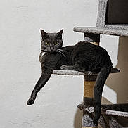Misty a rejoint le concours — aidez-le/la à gagner de superbes lots ! cat, gray_cat, cat_tree, indoor, pet, feline, relaxed, paw, whiskers, yellow_eyes, lounging, stretching, fur, animal, domestic_cat, home, shadow, wall, vertical, cute