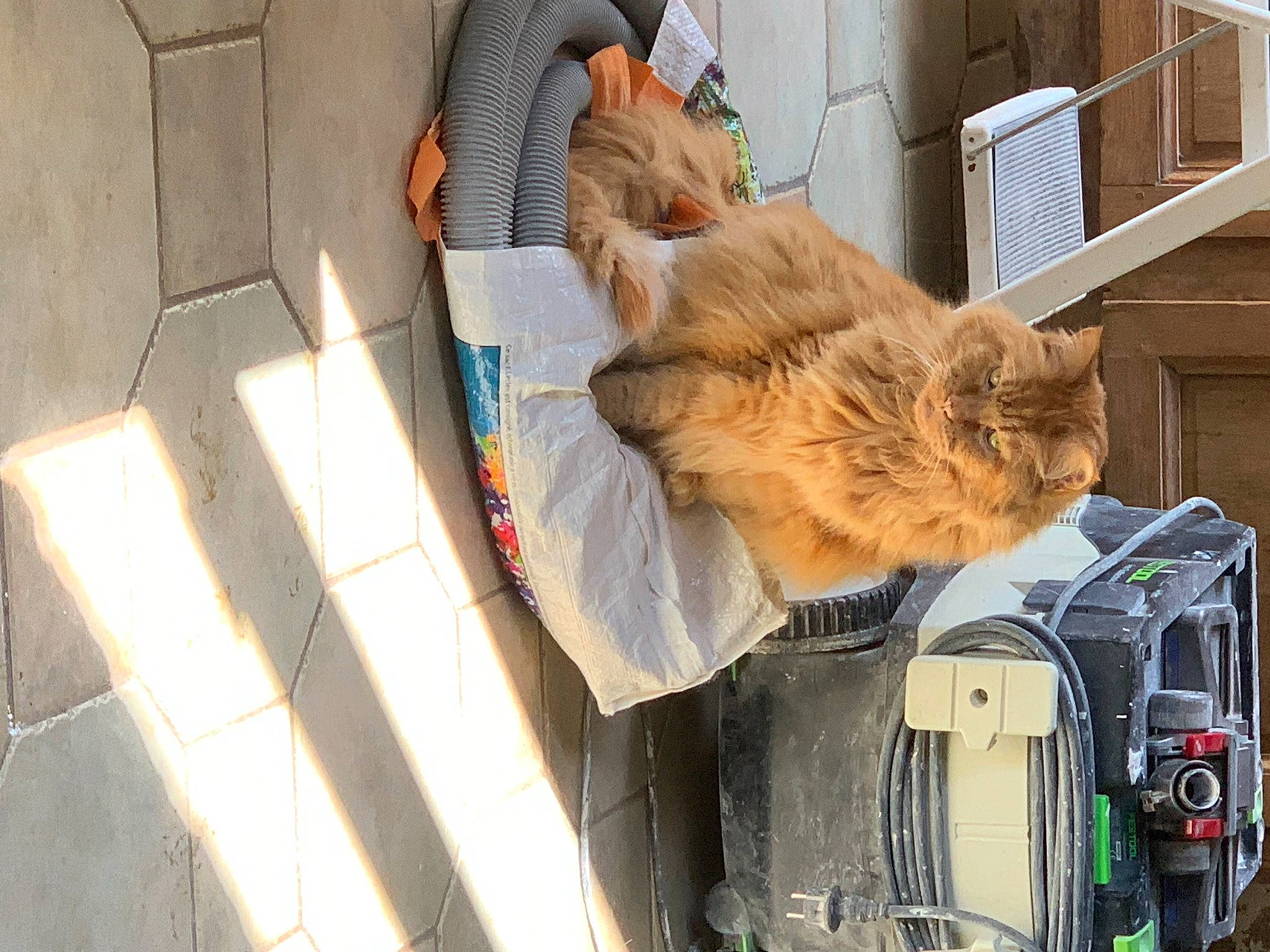 Diabolo participe au concours pour gagner de l'argent avec cette photo : automotive_lighting, canidae, carnivore, cat, companion_dog, fawn, felidae, fur, motor_vehicle, small_to_medium_sized_cats, snout, sporting_group, vehicle, whiskers