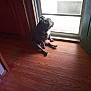 Otis is registered to the contest to win money with this photo: dog, sitting, door, wooden_floor, indoor, looking_outside, pet, animal, window, bright_light, home, quiet, calm, companion, canine, relaxed, daylight, floor, solitude, domestic