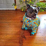 Otis joined the competition — help win amazing prizes! dog, puppy, clothing, pajamas, pizza_pattern, wooden_floor, indoor_plant, leafy_plant, door, pet, animal, cute, sitting, blue, yellow, red, indoors, fur, ears, collar