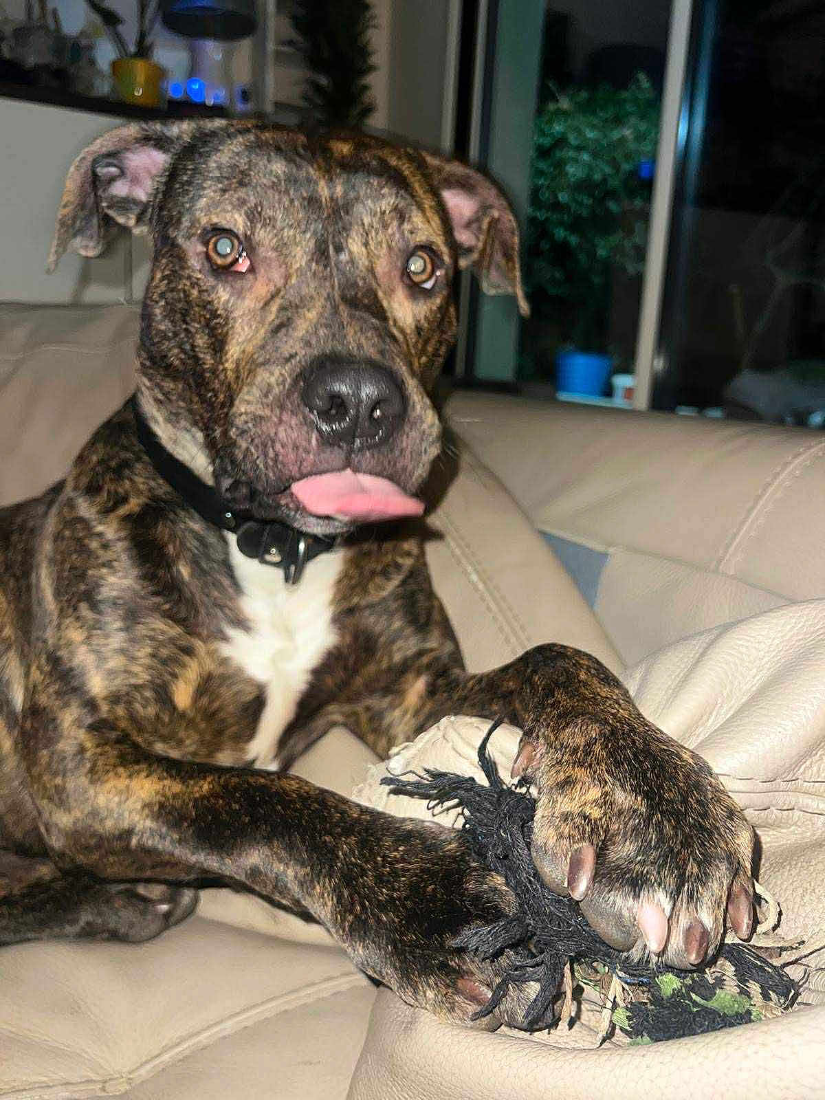 Tigrou participe au concours pour gagner de l'argent avec cette photo : dog, brindle, tongue_out, paw, rope_toy, couch, living_room, collar, indoor, flash, close_up, muzzle, whiskers, nails, relaxed, pet, sofa, playful, nighttime, fur