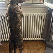 Tigrou participe au concours pour gagner de l'argent avec cette photo : dog, brindle_dog, pet, standing, hind_legs, window, radiator, indoor, wooden_floor, curtain, looking_out, collar, tail, paw, home, attentive, profile, muzzle, sunlight, cozy