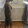 dog, brindle_dog, pet, standing, hind_legs, window, radiator, indoor, wooden_floor, curtain, looking_out, collar, tail, paw, home, attentive, profile, muzzle, sunlight, cozy