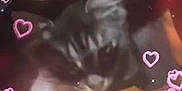 Ayko participe au concours pour gagner de l'argent avec cette photo : cat, feline, blurred, heart_effects, cozy, blanket, black_and_white_cat, indoor, cute, pet, animal, soft_lighting, closeup, sleeping, resting, warm_colors, pink_hearts, furry, domestic_cat, comfort