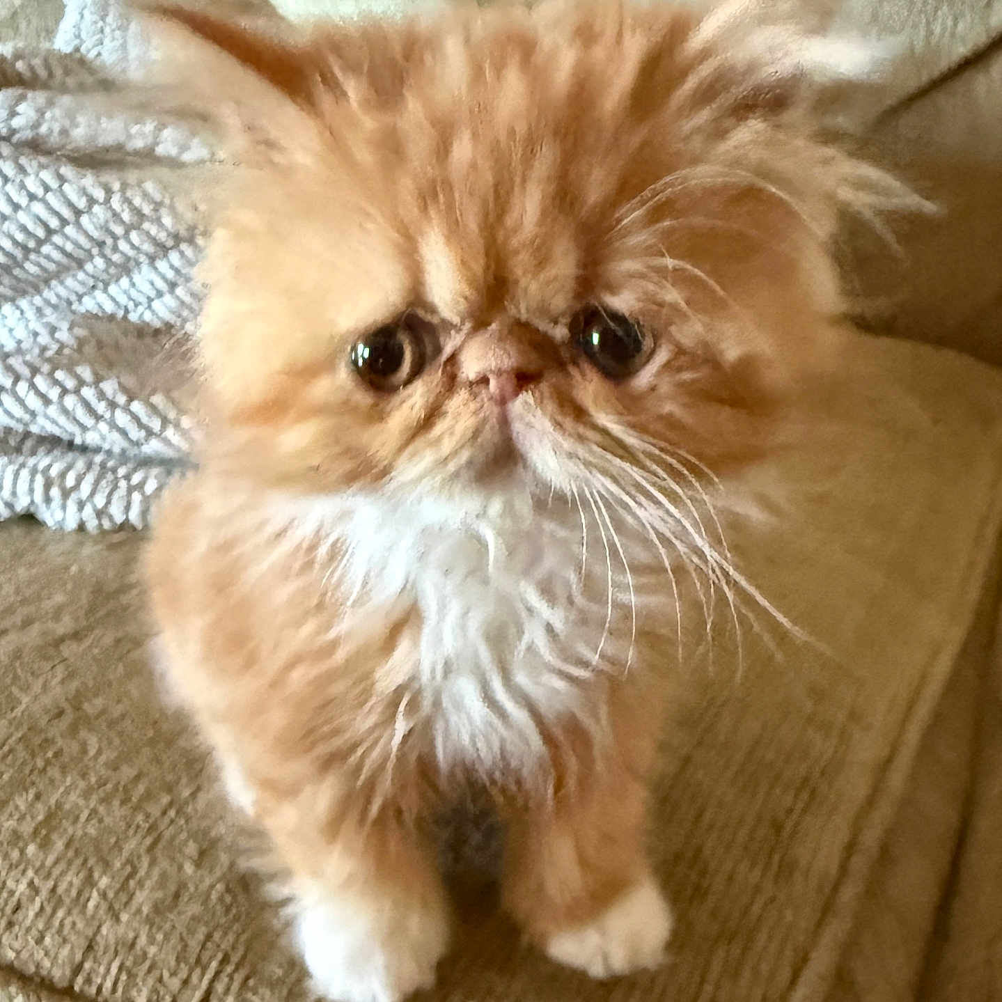 Cleo joined the competition — help win amazing prizes! adorable, animal, cat, couch, curious, cute, domestic_cat, fluffy, furniture, furry, indoor, kitten, orange_cat, pet, sitting, small_pet, sofa, whiskers, white_fur, young_animal