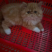 Cleo is registered to the contest to win money with this photo: cat, ginger_cat, fluffy, white_paws, pet, animal, basket, red_basket, plastic_basket, indoor, curious, looking_at_camera, grid_pattern, floor, resting, cute, feline, domestic_cat, small_animal, close_up