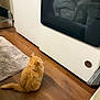 Cleo is registered to the contest to win money with this photo: kitten, cat, orange_cat, fluffy, floor, wood_floor, appliance, oven, home, indoor, curious, pet, feline, small_animal, carpet, rug, domestic, young_cat, looking_up, quiet
