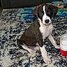 Lucy is registered to the contest to win money with this photo: puppy, dog, black_and_white, pet, sitting, rug, ball, toy, indoor, home, living_room, carpet, portrait, animal, cute, playful, brown_fur, white_markings, floppy_ears, camera_facing