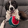 dog, black_and_white, pet, portrait, sitting, couch, leather, toy, ball, colorful, happy, smiling, open_mouth, collar, tags, paws, fur, indoors, close_up, companion