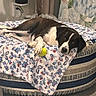 Lucy is registered to the contest to win money with this photo: dog, black_and_white_dog, pet, animal, lying_down, sleepy, relaxed, tennis_ball, floral_blanket, bed, cushion, indoor, bedroom, home, cozy, portrait, black_fur, white_fur, paws, patterned_fabric