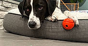 Lucy is registered to the contest to win money with this photo: dog, puppy, black_and_white, lying_down, dog_bed, orange_ball, toy, paw, floppy_ears, brown_eyes, white_marking, indoor, home, cozy, pet, portrait, close_up, relaxed, playful, photography