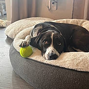 Lucy is registered to the contest to win money with this photo: dog, pet, black_and_white, sleeping, resting, tennis_ball, dog_bed, plush, indoors, home, cozy, portrait, paws, short_hair, relaxed, floor, curtains, slippers, soft_lighting, animal