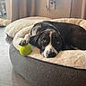 dog, pet, black_and_white, sleeping, resting, tennis_ball, dog_bed, plush, indoors, home, cozy, portrait, paws, short_hair, relaxed, floor, curtains, slippers, soft_lighting, animal