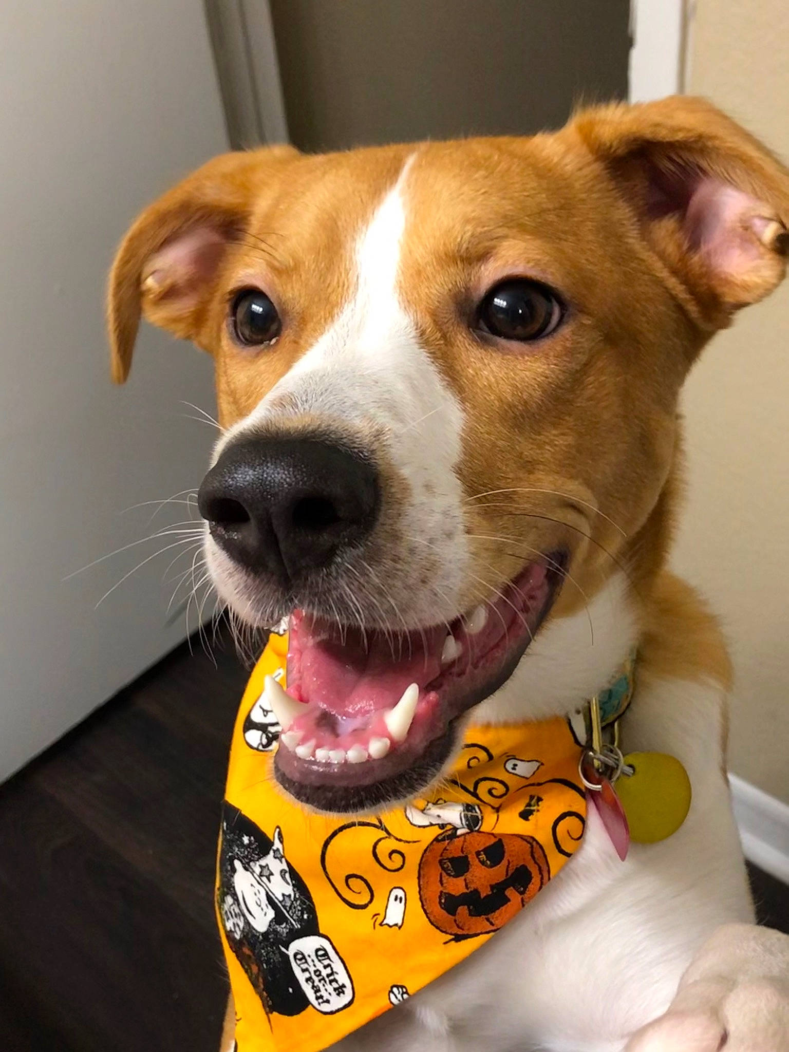 Macie joined the competition — help win amazing prizes! ancient_dog_breeds, brazilian_terrier, canidae, carnivore, companion_dog, dog, dog_breed, fawn, feist, jack_russell_terrier, mammal, puppy, rare_breed_dog, russell_terrier, snout, sporting_group, whiskers