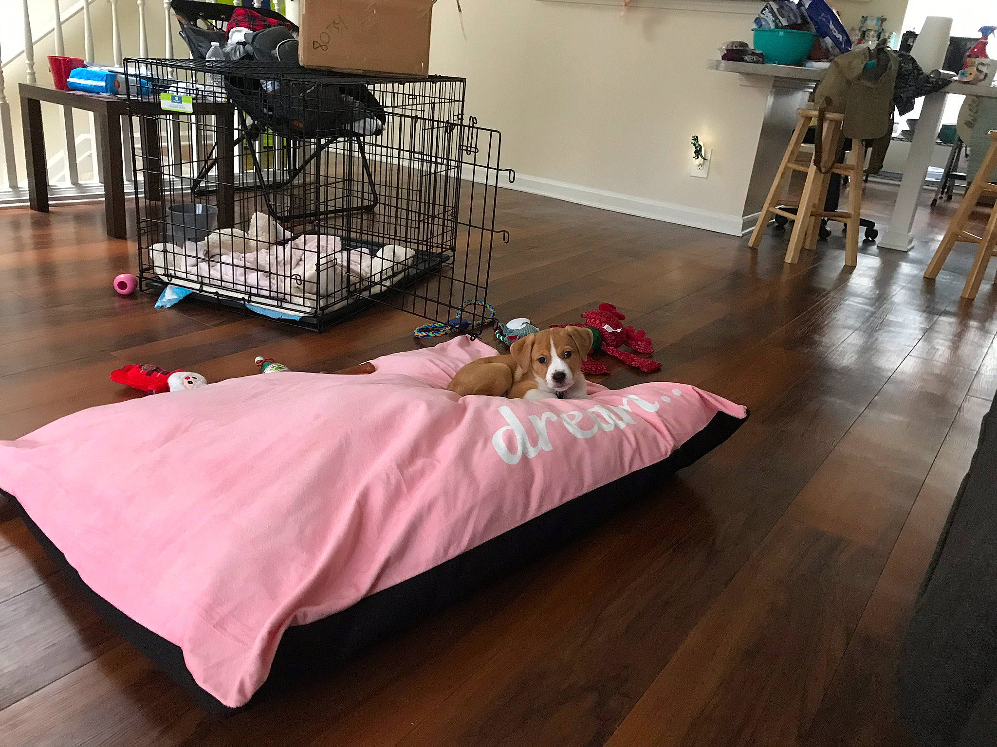Macie joined the competition — help win amazing prizes! canidae, companion_dog, dog_supply, fawn, floor, flooring, furniture, hardwood, interior_design, laminate_flooring, table, wood, wood_flooring