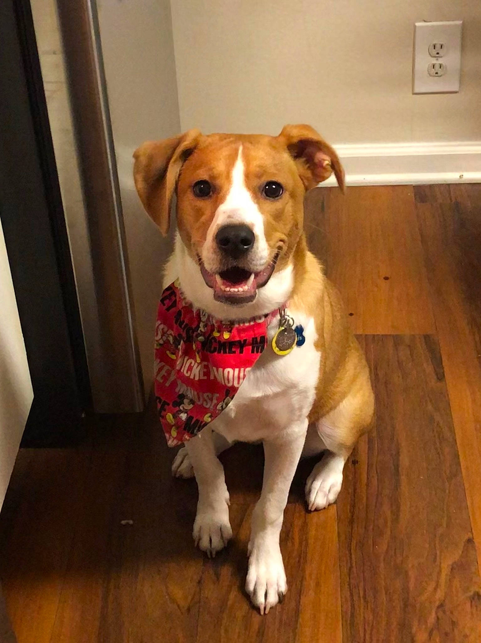 Macie joined the competition — help win amazing prizes! beagle, canidae, carnivore, companion_dog, dog, dog_breed, fawn, feist, harrier, jack_russell_terrier, mammal, potcake_dog, rare_breed_dog, russell_terrier, snout, sporting_group, vertebrate