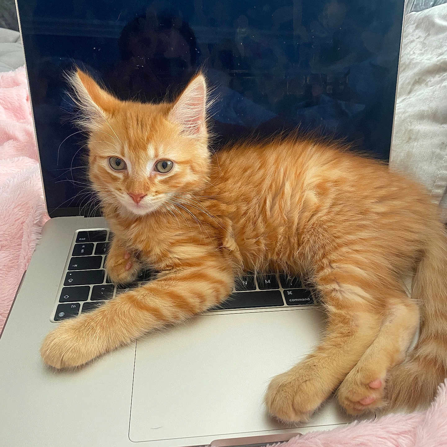 Marley is registered to the contest to win money with this photo: animal, cat, cozy, curious, cute, feline, fluffy, home, indoor, keyboard, kitten, laptop, orange_tabby, pet, pink_blanket, relaxed, resting, soft_blanket, technology, young_cat