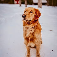 Drake joined the competition — help win amazing prizes! animal, background, calm, canine, cold, companion, cute, dog, fur, golden_retriever, loyal, mammal, nature, outdoor, pet, portrait, sitting, snow, tree, winter