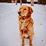 animal, background, calm, canine, cold, companion, cute, dog, fur, golden_retriever, loyal, mammal, nature, outdoor, pet, portrait, sitting, snow, tree, winter