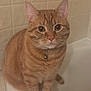 bathroom, bathtub, bell, cat, close_up, collar, curious, cute, eyes, fur, ginger_cat, indoor, looking_at_camera, paws, pet, portrait, sitting, tabby, tiles, whiskers