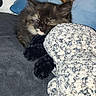 Twyla joined the competition — help win amazing prizes! kitten, sleeping, plush_toy, blanket, cozy, cute, indoor, soft_texture, resting, animal, pet, feline, stuffed_animal, close_up, comfort, napping, young_cat, dark_fur, home, relaxation