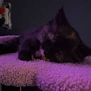 Twyla joined the competition — help win amazing prizes! kitten, sleeping, cat, furry, fluffy, purple_light, perch, pet, indoor, cozy, resting, animal, cute, small, soft_texture, calm, dark_background, feline, quiet, peaceful