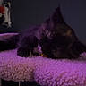 kitten, sleeping, cat, furry, fluffy, purple_light, perch, pet, indoor, cozy, resting, animal, cute, small, soft_texture, calm, dark_background, feline, quiet, peaceful