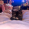 Twyla joined the competition — help win amazing prizes! kitten, cat, sleeping, bed, blanket, indoor, cozy, furniture, laundry_basket, clutter, soft_lighting, animal, pet, cute, fur, domestic, resting, closeup, young, tortoiseshell