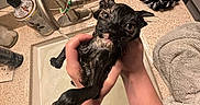 Twyla joined the competition — help win amazing prizes! cat, wet_cat, bath, hands, sink, bathroom, towel, scrunchies, faucet, water, countertop, dripping, pet_care, domestic, indoor, animal, cute, expression, holding, fur