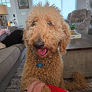 Henry is registered to the contest to win money with this photo: dog, curly_fur, pet, indoor, living_room, furniture, table, couch, carpet, person, hand, paw, collar, tag, tongue_out, window, lamp, plant, home_decor, relaxing