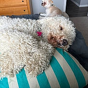 Blake is registered to the contest to win money with this photo: dog, indoor, curly_fur, pillow, striped, sleeping, resting, pet, cozy, furniture, wooden_drawer, carpet, collar, small_dog, light, wall, floor, relaxed, companion, animal