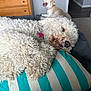 dog, indoor, curly_fur, pillow, striped, sleeping, resting, pet, cozy, furniture, wooden_drawer, carpet, collar, small_dog, light, wall, floor, relaxed, companion, animal