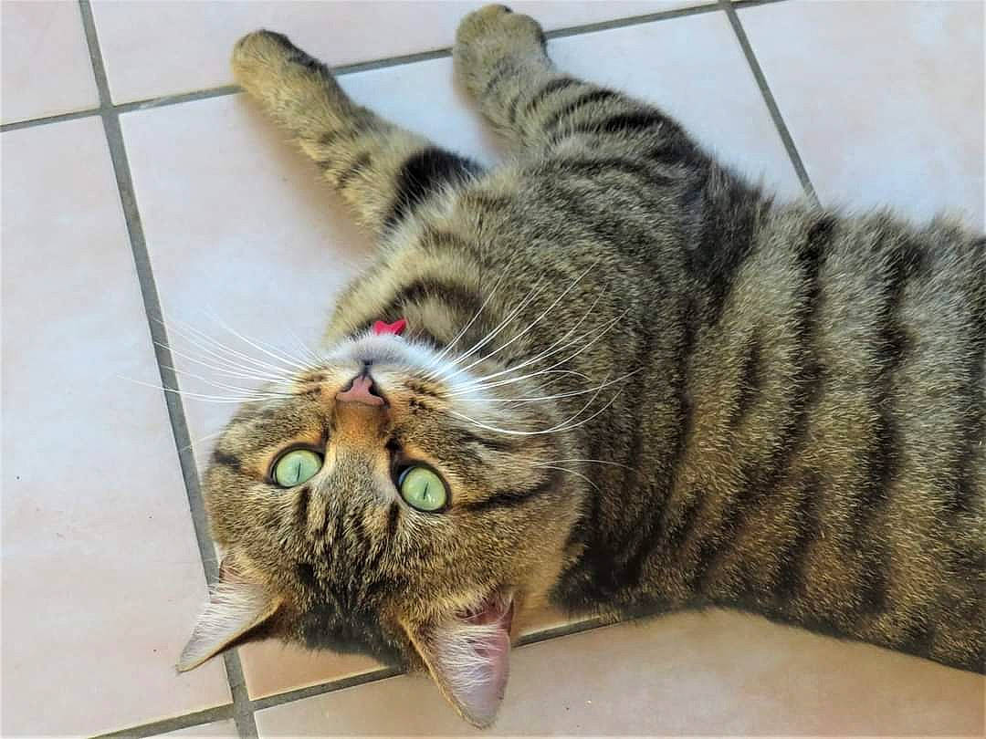 Kalaan a rejoint le concours — aidez-le/la à gagner de superbes lots ! carnivore, cat, claw, comfort, domestic_short_haired_cat, felidae, fur, paw, small_to_medium_sized_cats, snout, tail, terrestrial_animal, whiskers