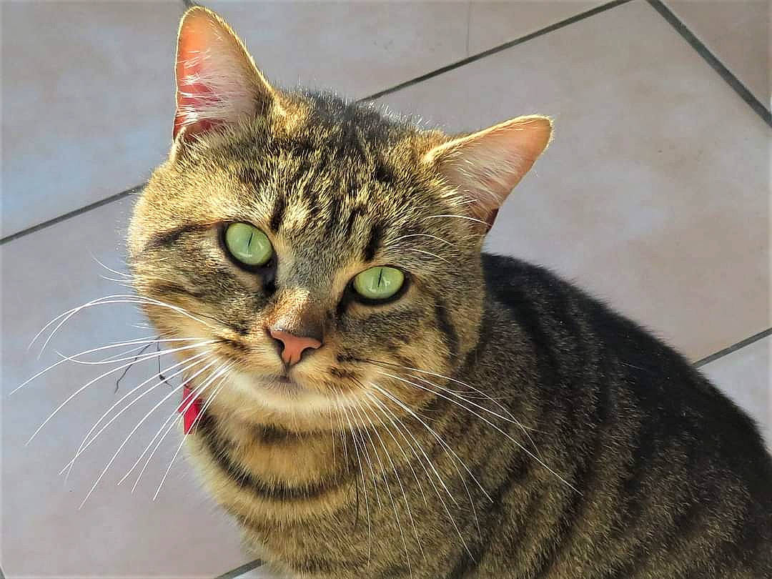 Kalaan participe au concours pour gagner de l'argent avec cette photo : art, carnivore, cat, domestic_short_haired_cat, felidae, fur, small_to_medium_sized_cats, snout, terrestrial_animal, whiskers