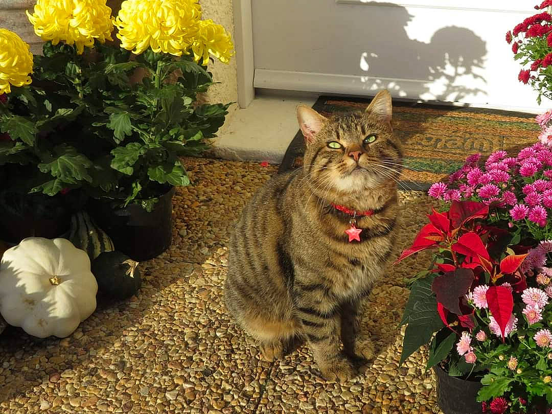 Kalaan participe au concours pour gagner de l'argent avec cette photo : annual_plant, carnivore, cat, domestic_short_haired_cat, fawn, felidae, flower, flower_arranging, flowerpot, fur, grass, groundcover, herbaceous_plant, houseplant, petal, plant, shrub, small_to_medium_sized_cats, whiskers, window