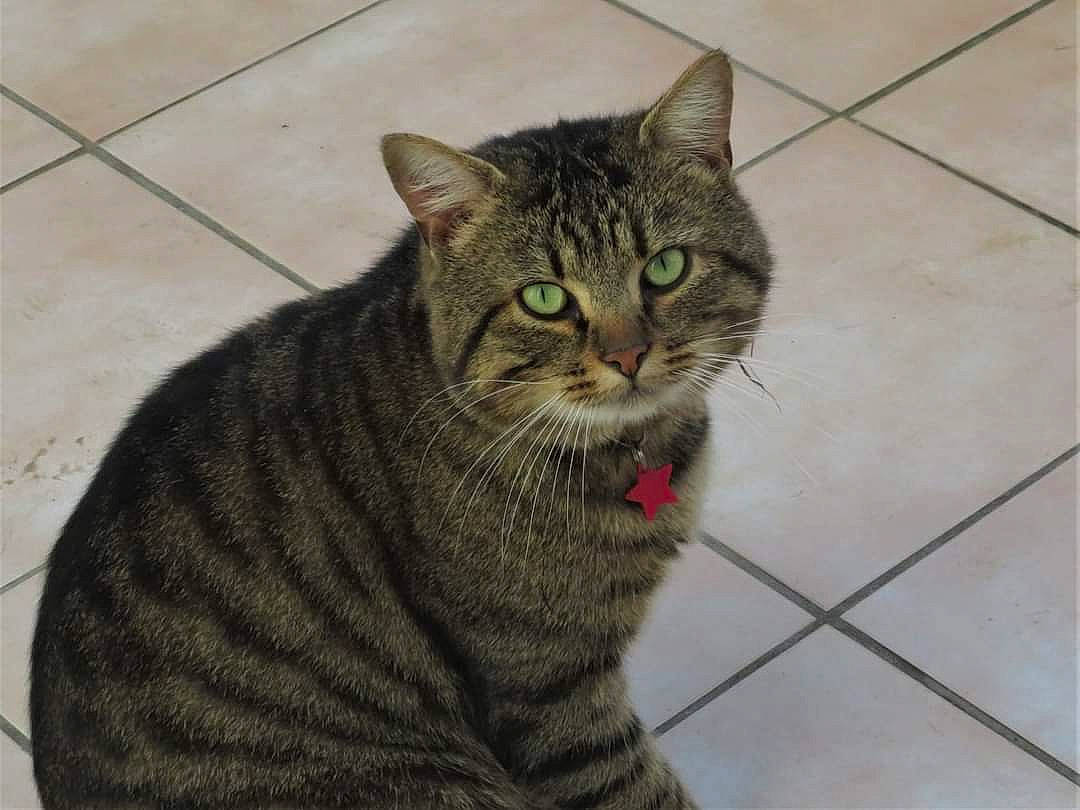 Kalaan participe au concours pour gagner de l'argent avec cette photo : art, carnivore, cat, domestic_short_haired_cat, felidae, flooring, fur, small_to_medium_sized_cats, snout, tail, terrestrial_animal, tile_flooring, whiskers, window