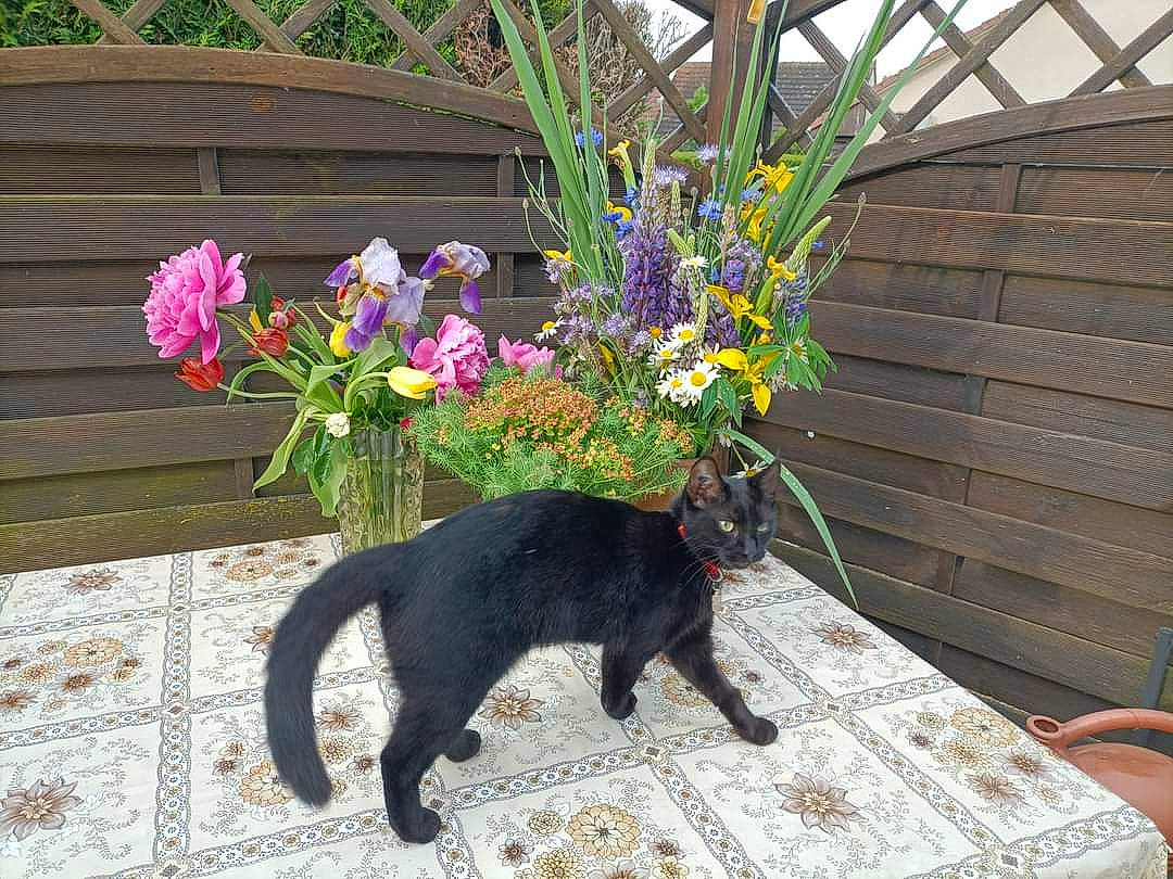 Tikeur participe au concours pour gagner de l'argent avec cette photo : annual_plant, black_cat, carnivore, cat, felidae, flower, flower_arranging, flowering_plant, flowerpot, garden, grass, herbaceous_plant, houseplant, petal, plant, shrub, small_to_medium_sized_cats, tail, whiskers, wood