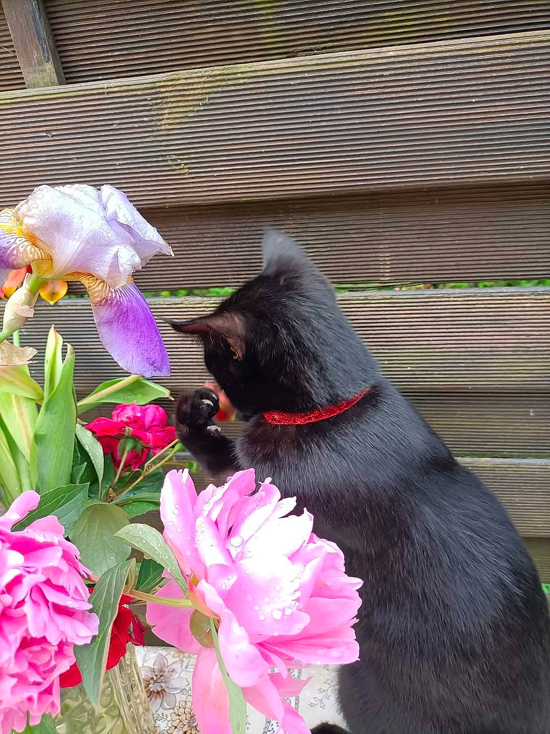 Tikeur participe au concours pour gagner de l'argent avec cette photo : annual_plant, beak, bird, carnivore, cat, felidae, flower, flowering_plant, fur, garden, herbaceous_plant, magenta, petal, plant, pollinator, small_to_medium_sized_cats, tail, terrestrial_animal, terrestrial_plant, wing