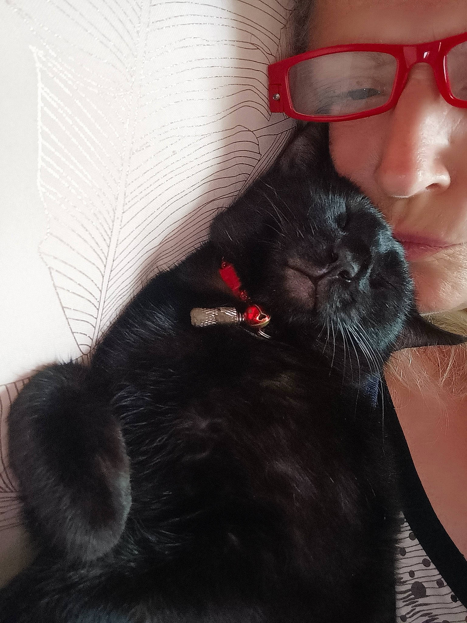 Tikeur participe au concours pour gagner de l'argent avec cette photo : beard, bombay, carnivore, cat, comfort, dog_breed, ear, eyewear, facial_hair, felidae, gesture, glasses, jaw, lip, mouth, nose, skin, small_to_medium_sized_cats, vision_care, whiskers