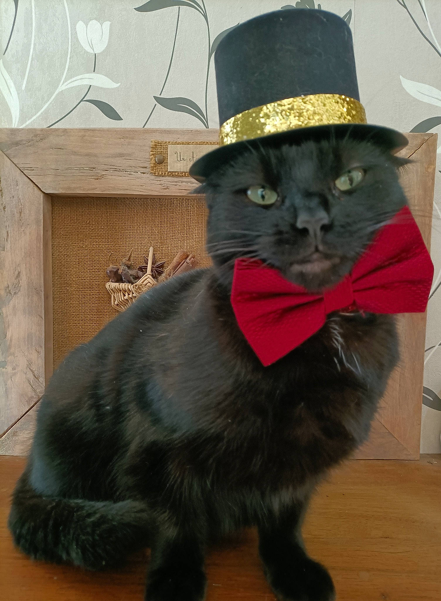 Tikeur participe au concours pour gagner de l'argent avec cette photo : black_cat, bombay, bow_tie, carnivore, cat, costume_hat, domestic_short_haired_cat, fashion_accessory, felidae, formal_wear, fur, hat, small_to_medium_sized_cats, snout, suit, sun_hat, sunglasses, tail, terrestrial_animal, whiskers