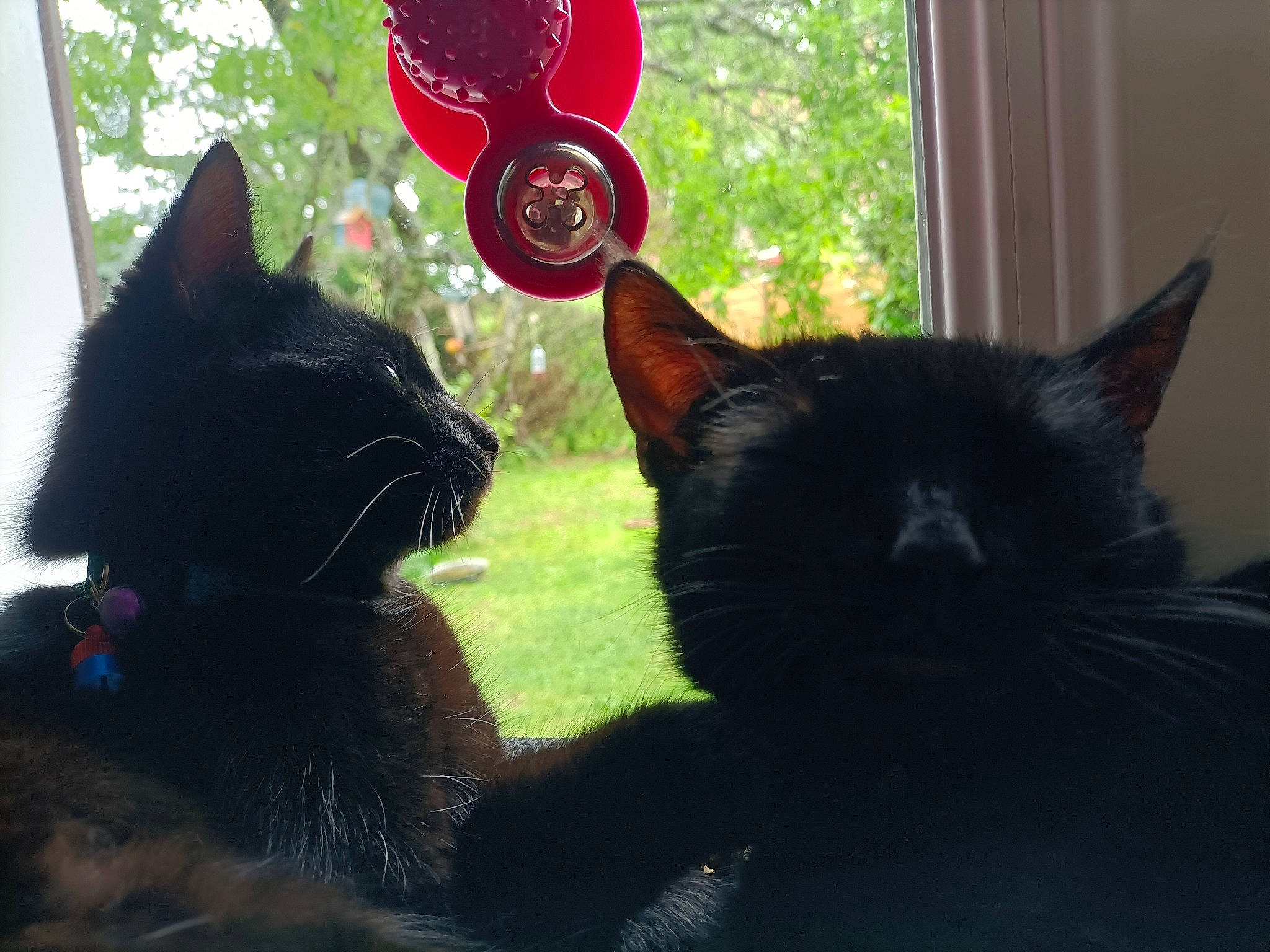 Tikeur a rejoint le concours — aidez-le/la à gagner de superbes lots ! black_cat, carmine, carnivore, cat, coquelicot, domestic_short_haired_cat, felidae, fur, grass, houseplant, paw, plant, small_to_medium_sized_cats, snout, tail, tints_and_shades, tree, whiskers, window