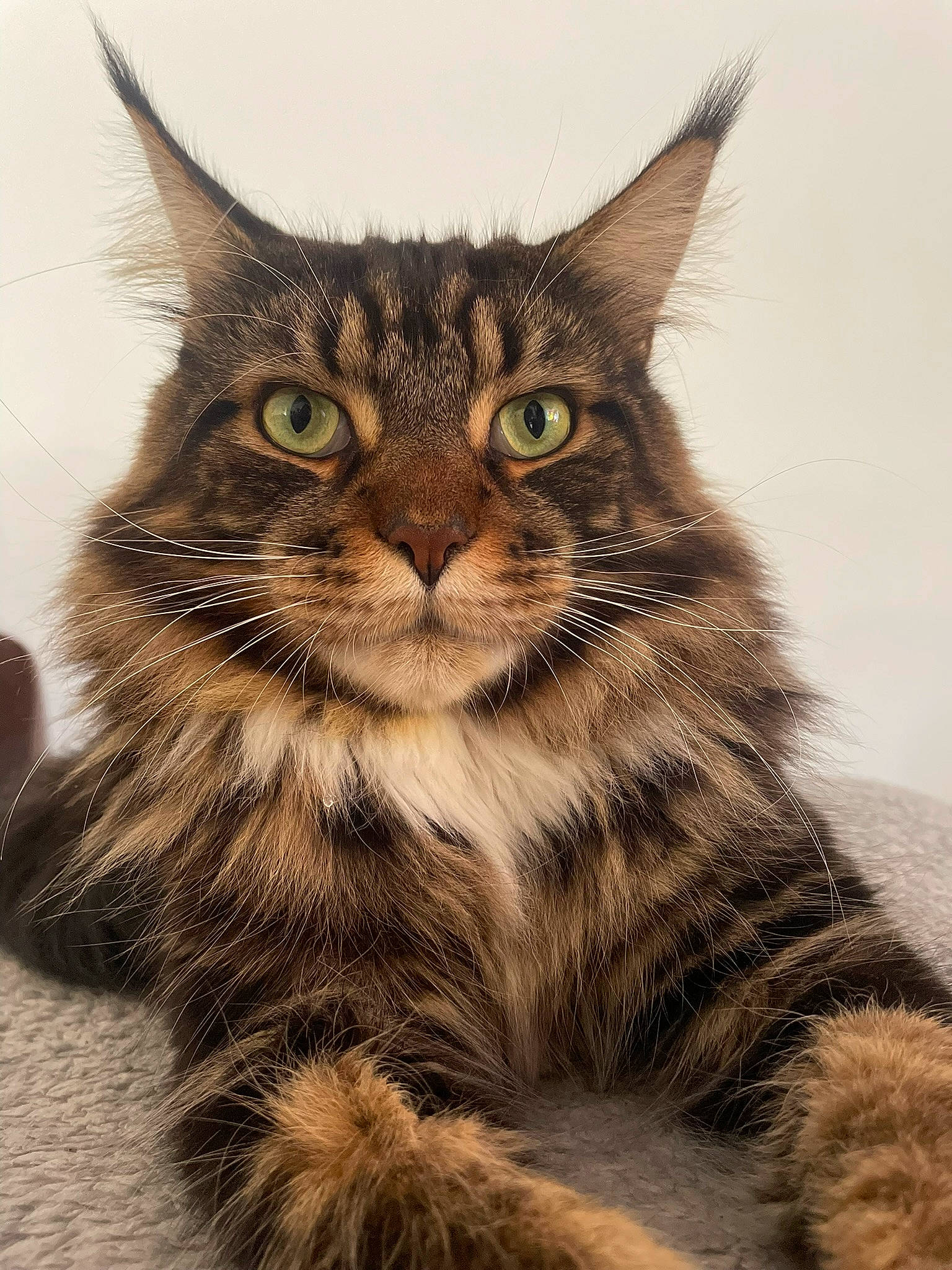 Rio a rejoint le concours — aidez-le/la à gagner de superbes lots ! art, carnivore, cat, claw, domestic_short_haired_cat, felidae, fur, illustration, maine_coon, paw, siberian, small_to_medium_sized_cats, snout, tail, terrestrial_animal, tree, whiskers, wildlife