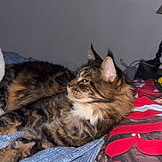 Rio participe au concours pour gagner de l'argent avec cette photo : cat, tabby, feline, pet, animal, bed, blanket, pillow, indoor, resting, fur, whiskers, ears, sleepy, cozy, domestic, striped, cute, relaxed, side_view