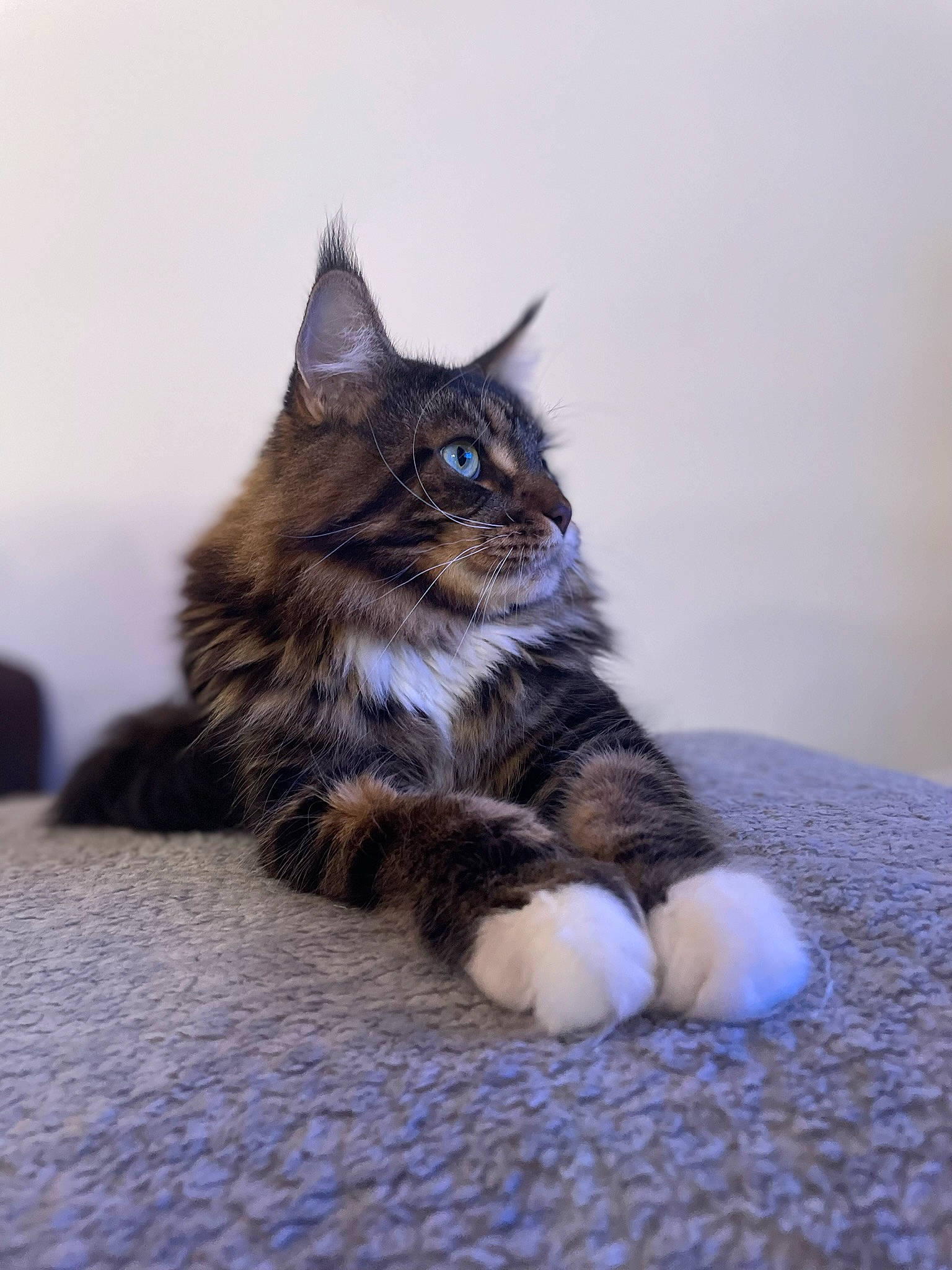 Rio a rejoint le concours — aidez-le/la à gagner de superbes lots ! carnivore, cat, claw, domestic_short_haired_cat, felidae, flooring, fur, grey, paw, sitting, small_to_medium_sized_cats, snout, tail, terrestrial_animal, whiskers, wood