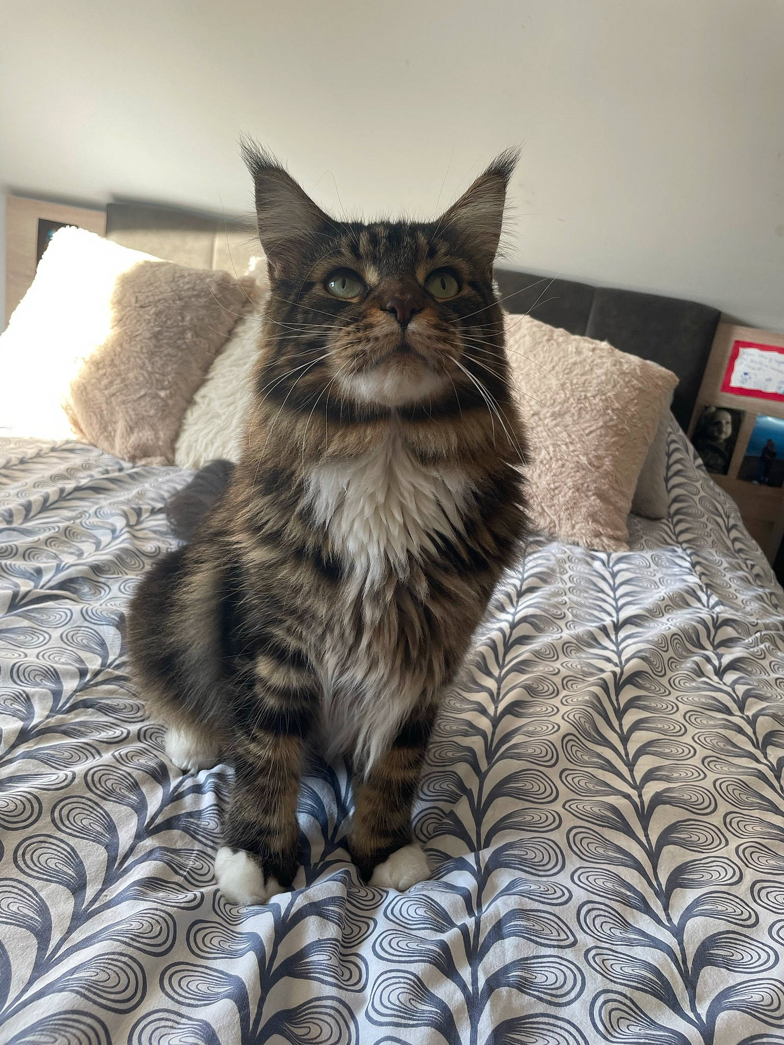 Rio a rejoint le concours — aidez-le/la à gagner de superbes lots ! bed, carnivore, cat, claw, comfort, couch, domestic_short_haired_cat, felidae, fur, grey, linens, monochrome_photography, paw, sitting, small_to_medium_sized_cats, snout, tail, terrestrial_animal, whiskers, window