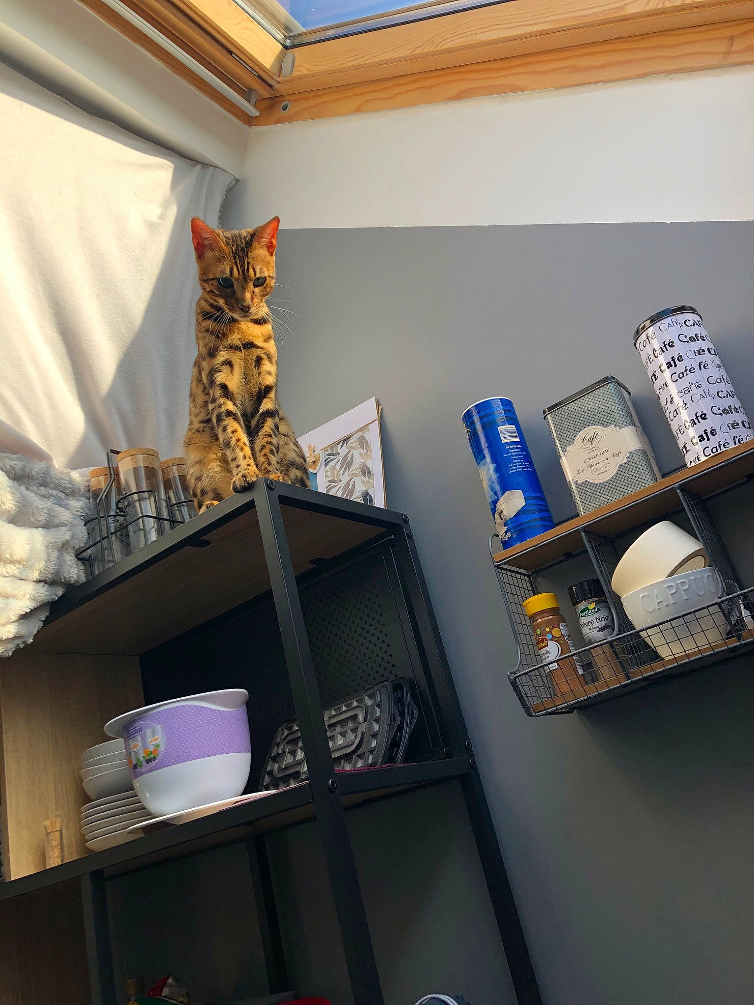 Orion participe au concours pour gagner de l'argent avec cette photo : cat, ceiling, felidae, furniture, house, interior_design, kitten, room, shelf, shelving, small_to_medium_sized_cats