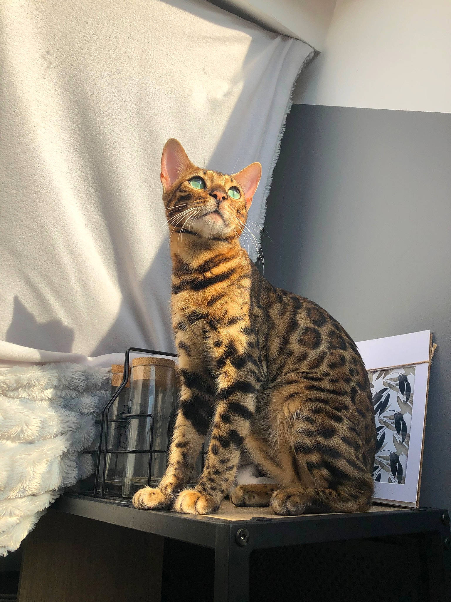 Orion participe au concours pour gagner de l'argent avec cette photo : asian, bengal, california_spangled, carnivore, cat, domestic_short_haired_cat, dragon_li, egyptian_mau, european_shorthair, felidae, kitten, mammal, ocicat, savannah, small_to_medium_sized_cats, sokoke, tabby_cat, toyger, vertebrate, whiskers
