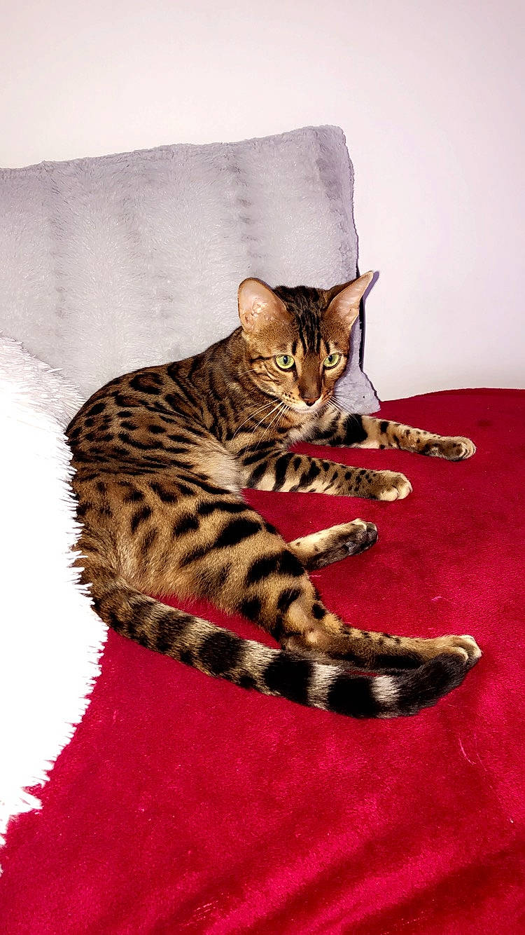 Orion participe au concours pour gagner de l'argent avec cette photo : american_shorthair, asian, bengal, california_spangled, carnivore, cat, domestic_short_haired_cat, dragon_li, egyptian_mau, european_shorthair, felidae, kitten, mammal, ocicat, savannah, small_to_medium_sized_cats, tabby_cat, toyger, vertebrate, whiskers