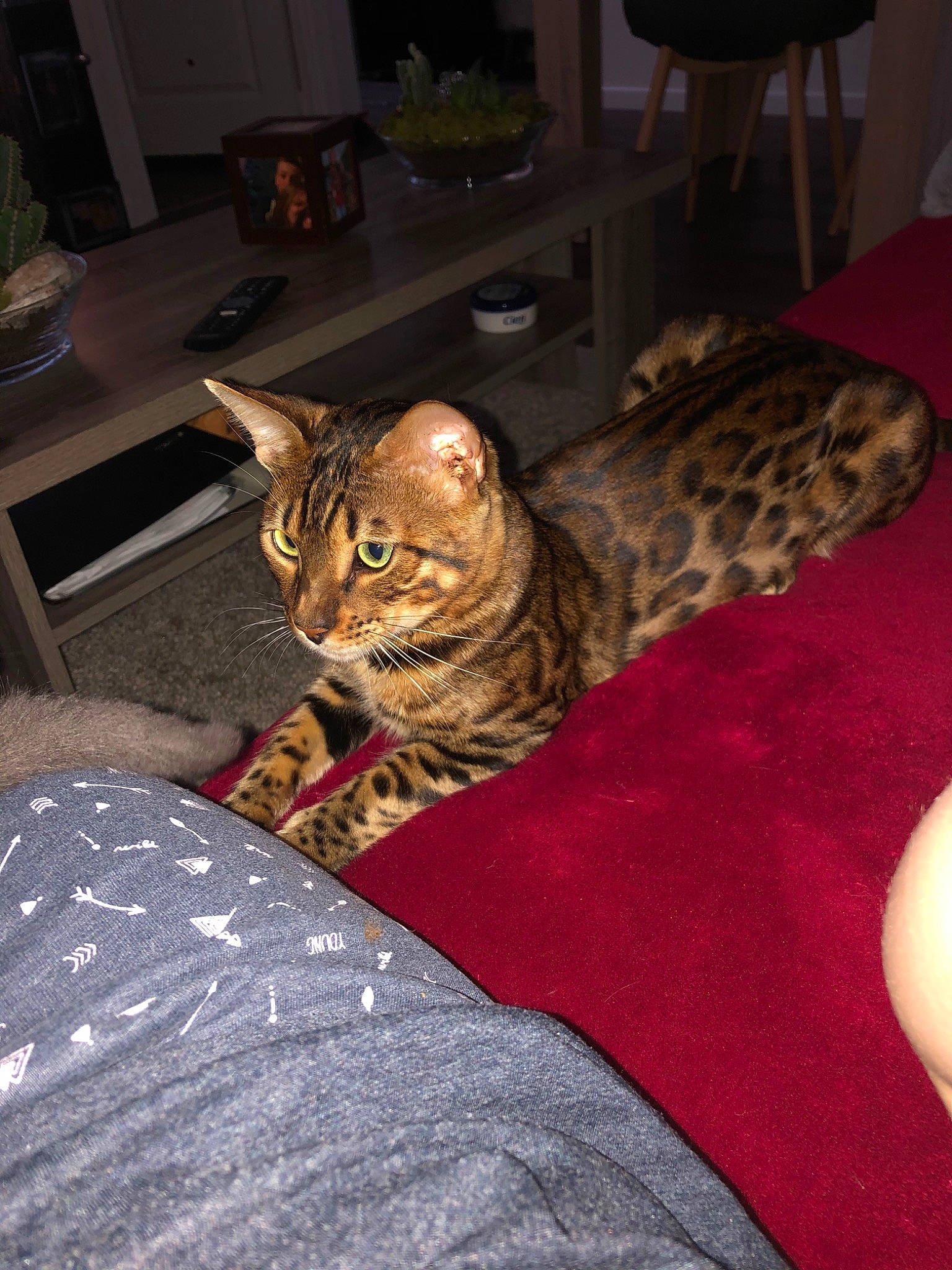 Orion participe au concours pour gagner de l'argent avec cette photo : asian, australian_mist, bengal, california_spangled, carnivore, cat, chausie, domestic_short_haired_cat, dragon_li, egyptian_mau, european_shorthair, felidae, mammal, ocicat, small_to_medium_sized_cats, sokoke, tabby_cat, toyger, vertebrate, whiskers