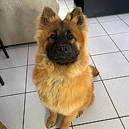 Aïko a rejoint le concours — aidez-le/la à gagner de superbes lots ! dog, puppy, indoor, floor, tile_floor, furniture, couch, table, brown_fur, fluffy, pet, sitting, looking_up, ears_up, canine, domestic_animal, companion, cute, young_dog, animal